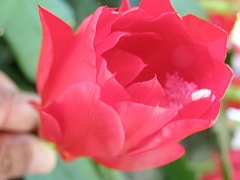 TanhuaRed (209)
